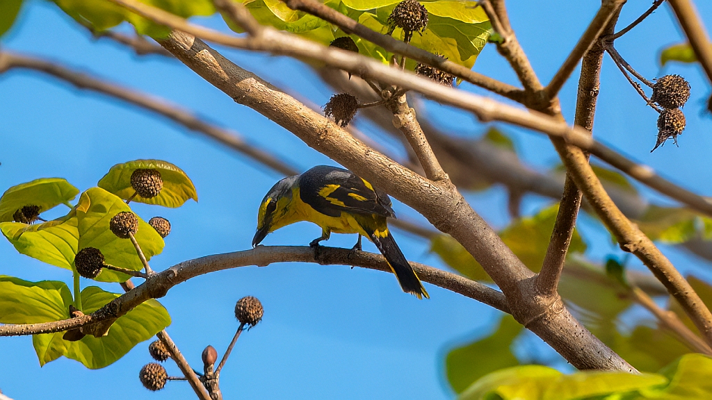 Orange Minivet